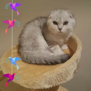 Meet your Posher, Irina